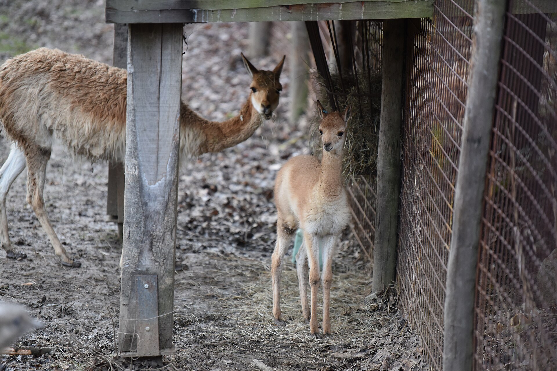 GaiaZOO Kerkrade zoo